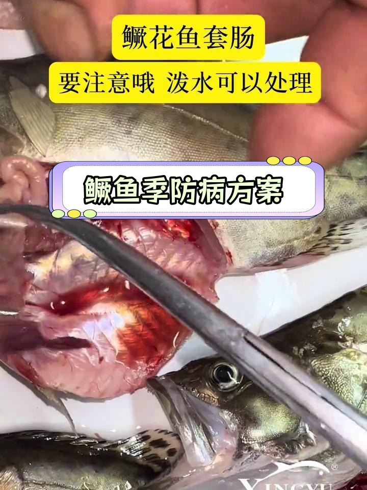 鳜花鱼套肠出血症快速爆发,如何应对?