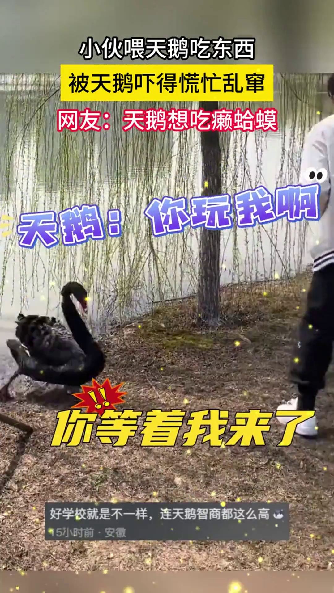 小伙喂天鹅吃东西,被天鹅吓得慌忙乱窜,网友:天鹅想吃癞蛤蟆。素材来源:@822745985
