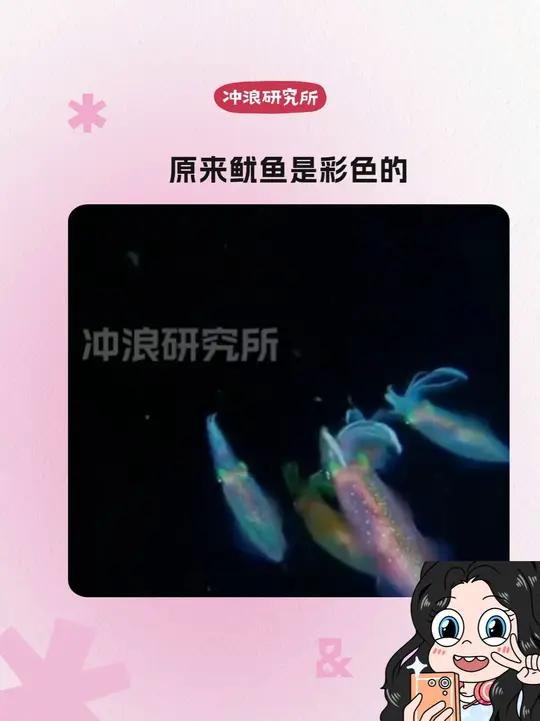 原来鱿鱼是彩色的#鱿鱼 #动物世界 #娱乐评论大赏