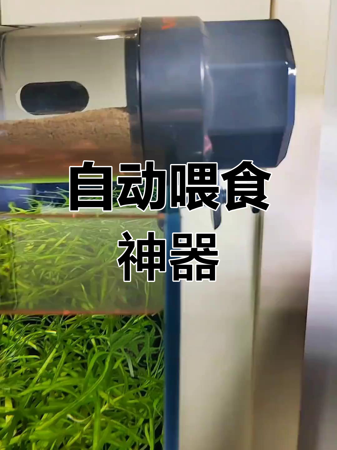 出门无忧,鱼缸自动喂食器让爱宠不饿肚子
