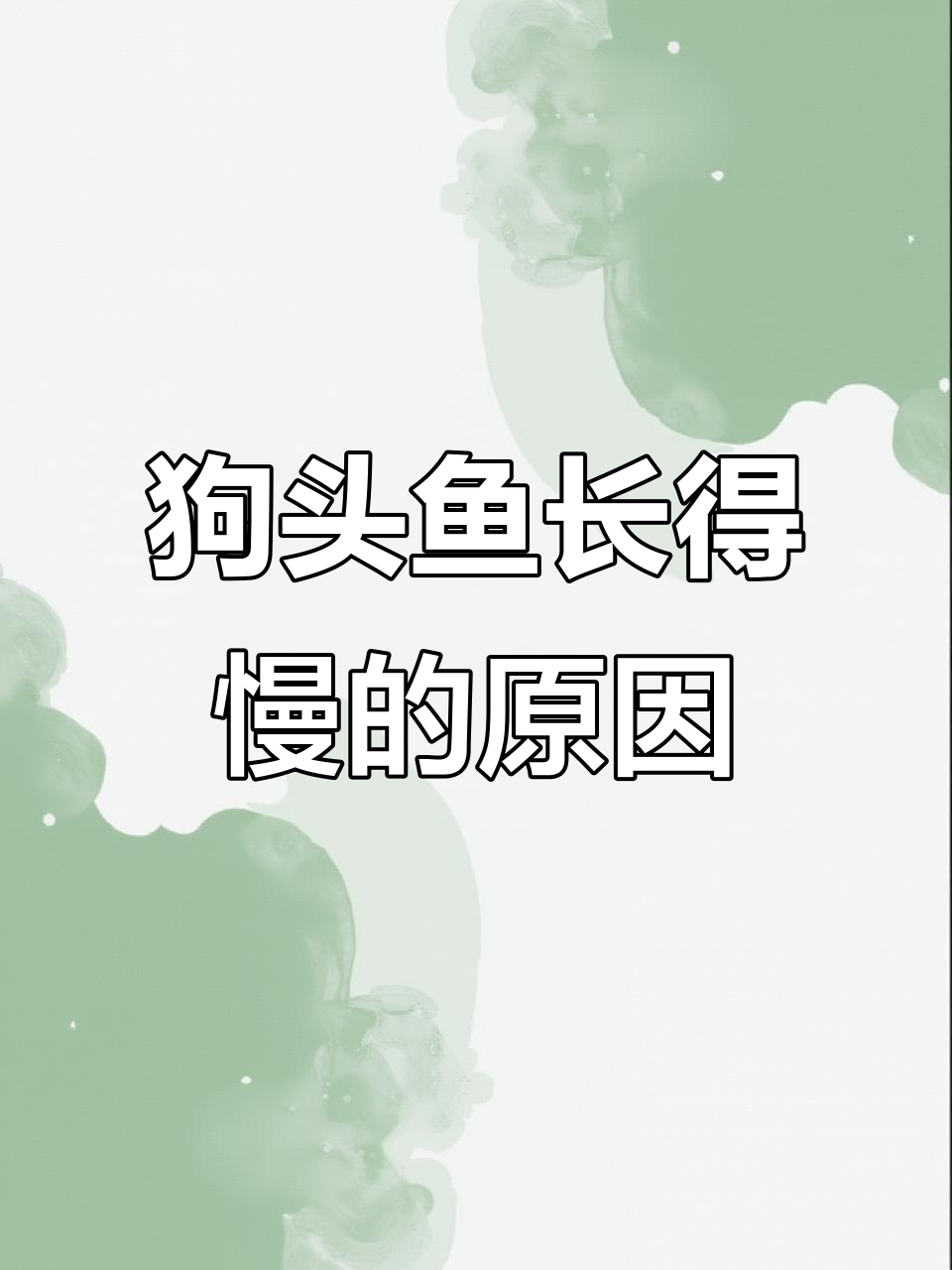 皇冠狗头鱼如何快速成长？喂食技巧大公开