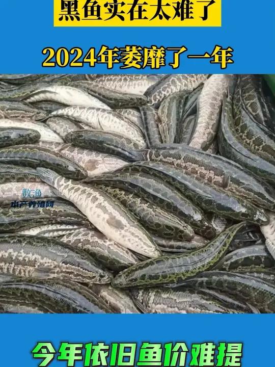 2024一整年黑鱼都处于低迷状态,鱼价涨少跌多。然而刚一进入2025年鱼价就开始有下跌的势
