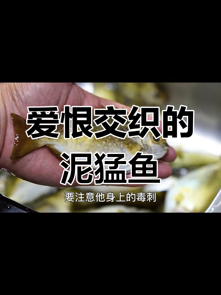 柠檬臭肚:丑陋却鲜嫩的海鱼,挑战吃货的味蕾