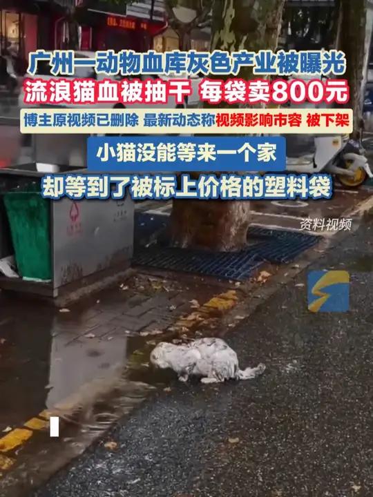 曝光流浪猫血被抽干的博主原视频已删除,最新动态称:视频影响市容,被下架。小猫没能等来一个家
