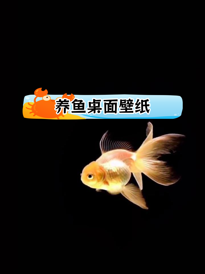 动态壁纸中的锦鲤与养鱼乐趣