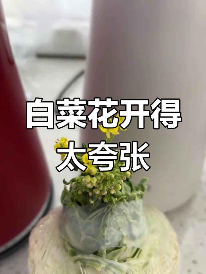 白菜花竟然长成了这样,太神奇了!