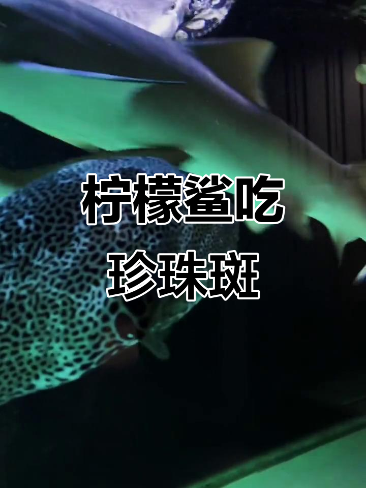 柠檬鲨捕食珍珠斑,一口吞下两斤重石斑鱼