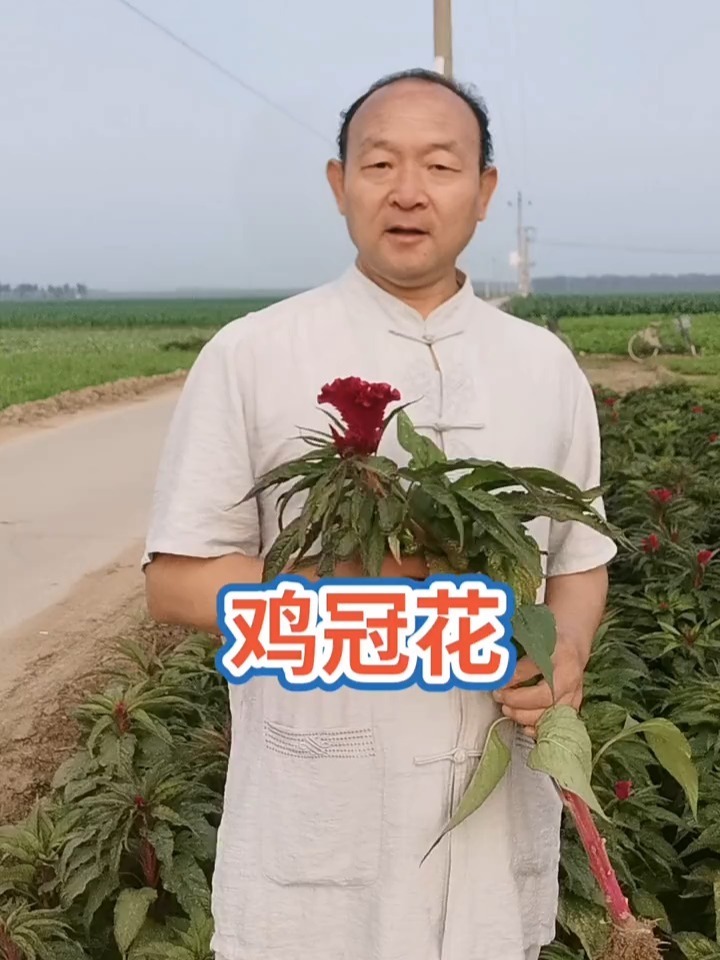 鸡冠花的妙用?这些你知道吗?