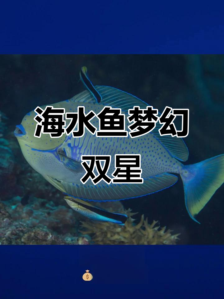 紫吊与黄吊,海水缸中的梦幻组合,省心又美丽!