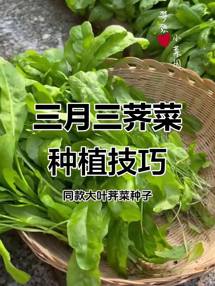 3月种荠菜,简单美味又应季!