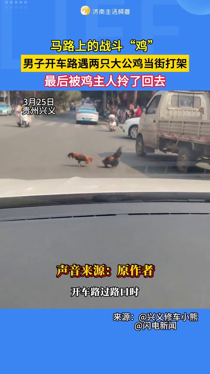 男子开车路遇两只大公鸡当街打架,最后被鸡主人拎了回去