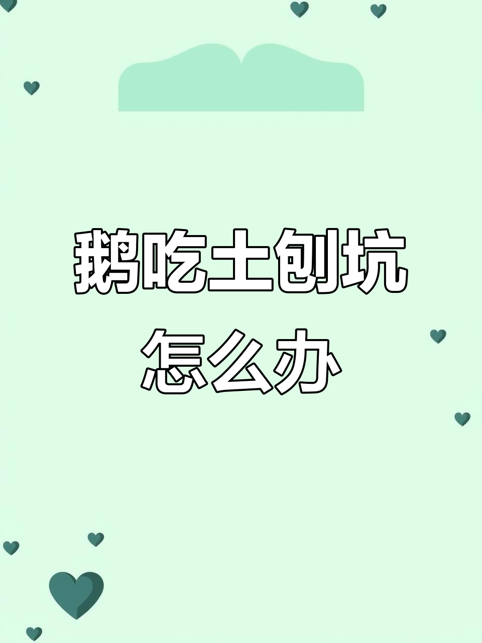 大鹅吃土刨坑是生病了吗?如何解决打架问题