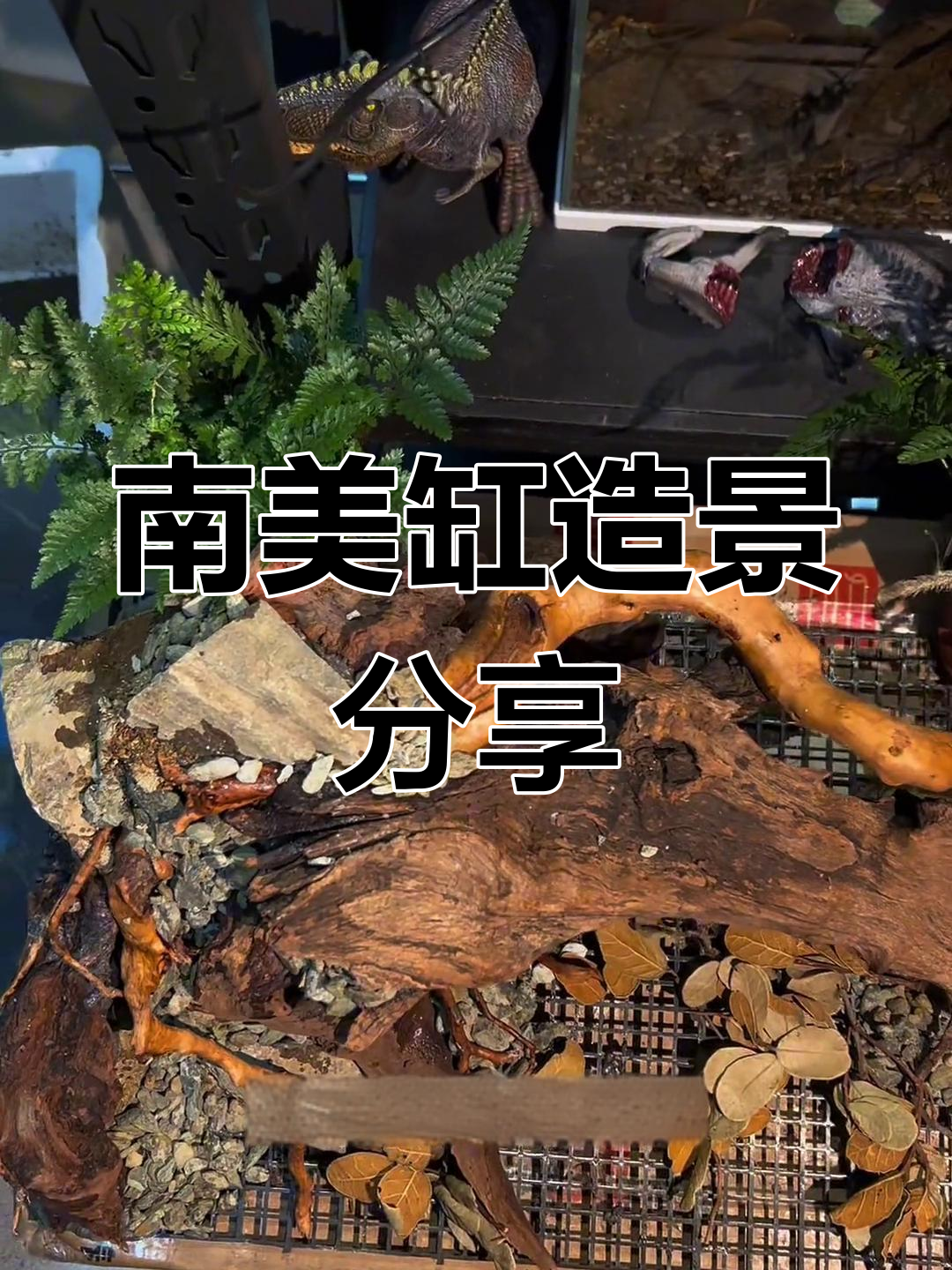 这两款南美缸造景,完美呈现自然之美