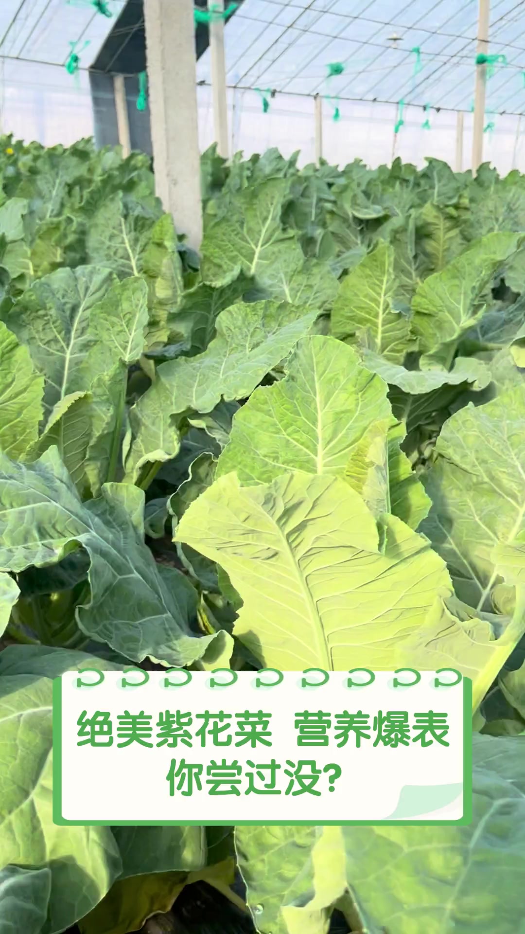 绝美紫花菜,营养爆表,你尝过没?