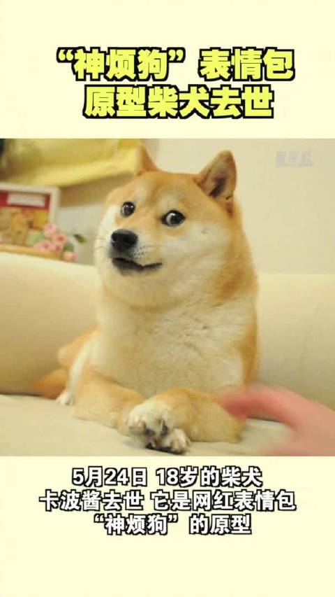 「谢谢它给世界带来过快乐!“神烦狗”表情包原型柴犬去世」很多人可能没听过卡波酱的名字,但大