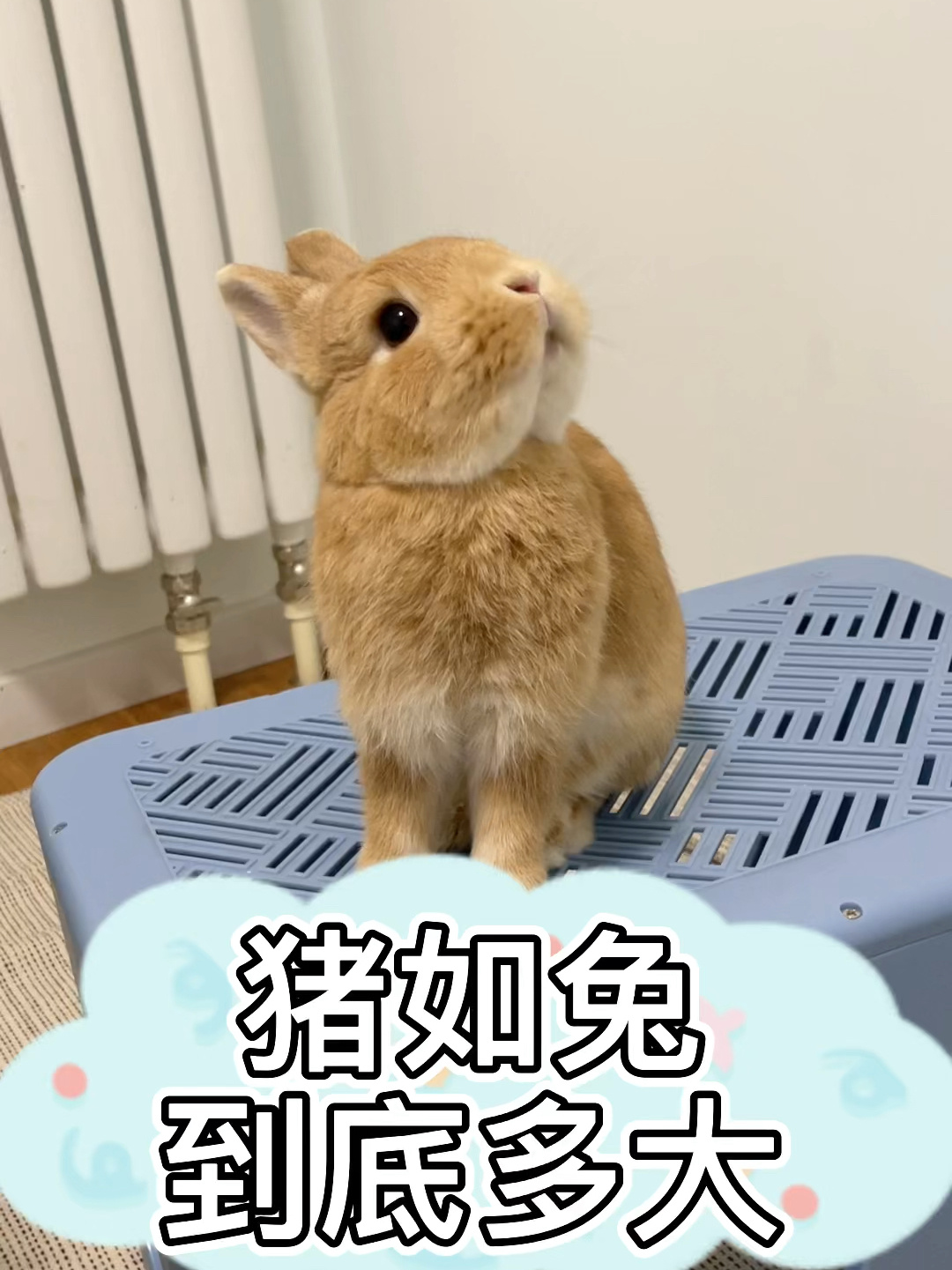 侏儒兔到底有多大