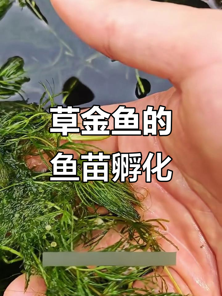 6岁草金鱼产卵,鱼池里全是小鱼宝宝