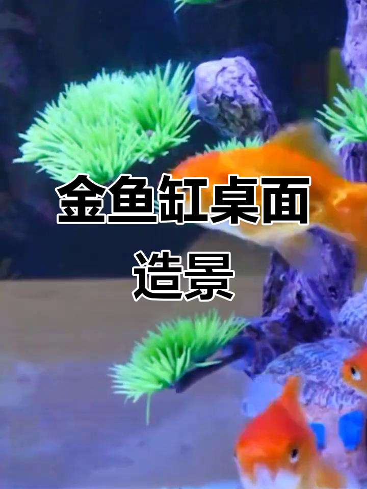 透明热弯金鱼缸,适合桌面造景,简洁又美观