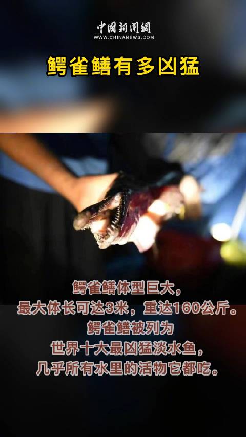 「鳄雀鳝有多凶猛」鳄雀鳝是什么鱼?鳄雀鳝体型巨大,最大体长可达3米,重达160公斤;鳄雀鳝