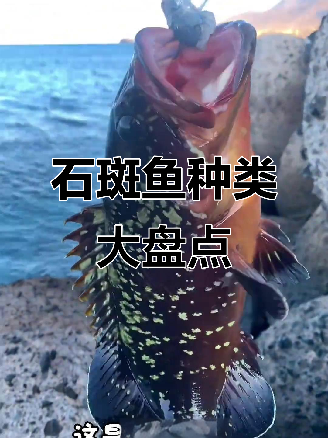 16种石斑鱼大揭秘,看看你都钓过几种?