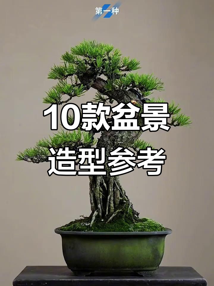 10种盆景造型设计图,打造独特意境之美