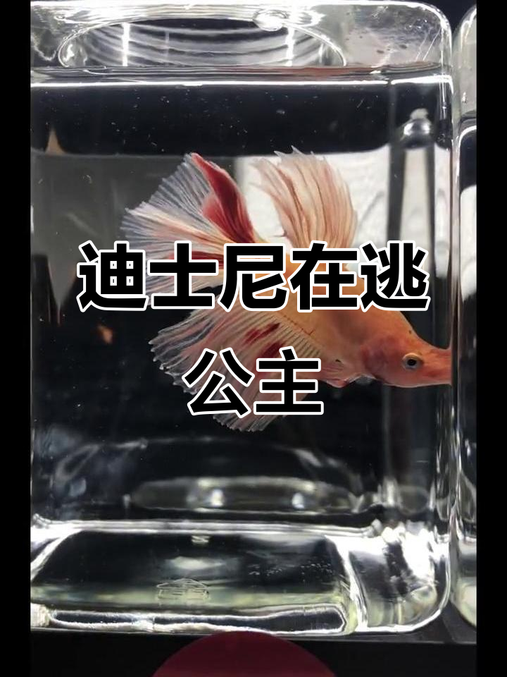 泰国斗鱼变身迪士尼公主，长裙仙女鱼惊艳登场