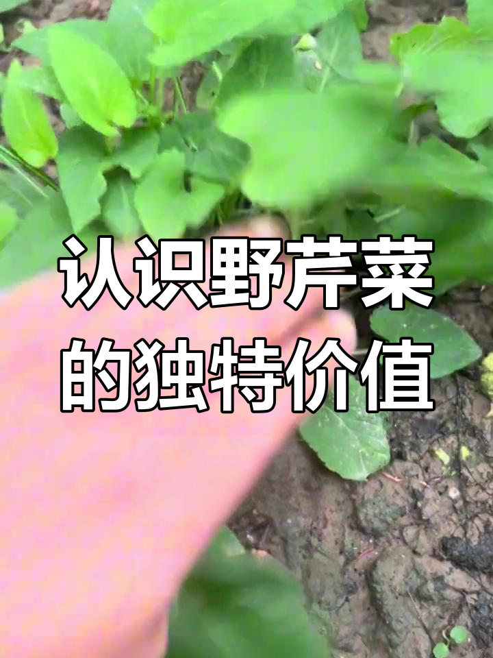 野芹菜:一种具有药用和食用价值的神奇植物,你见过吗?