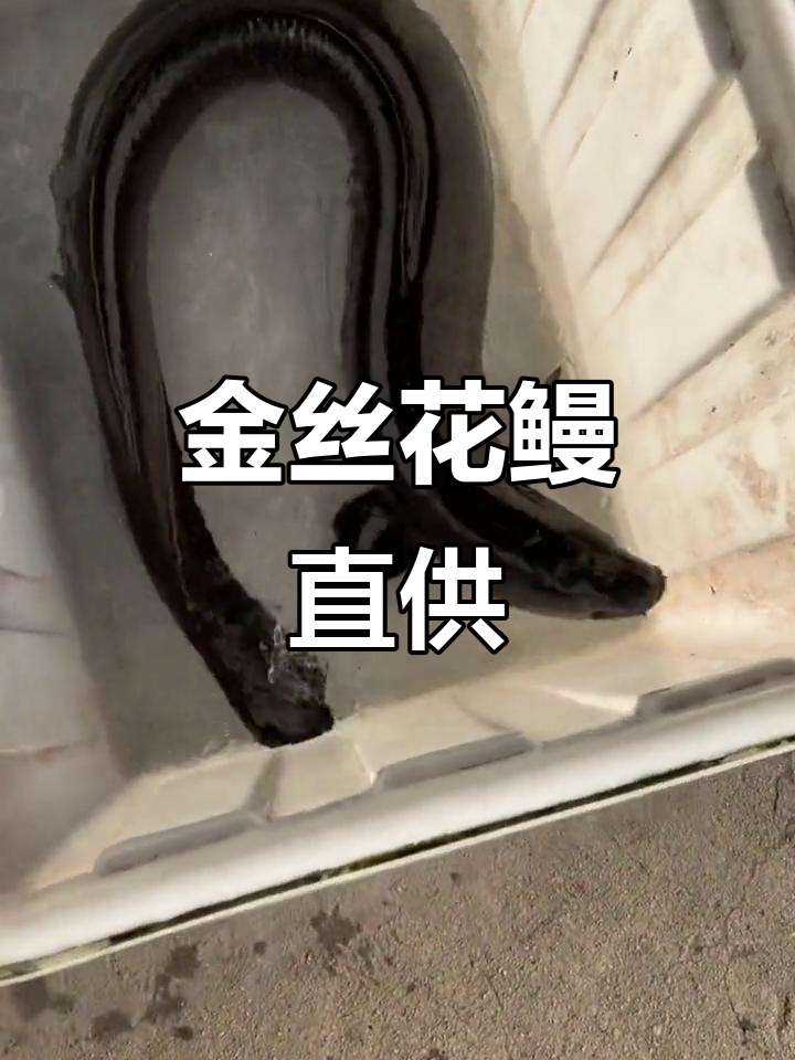 养殖基地直供金丝花鳗，重达二十斤一条