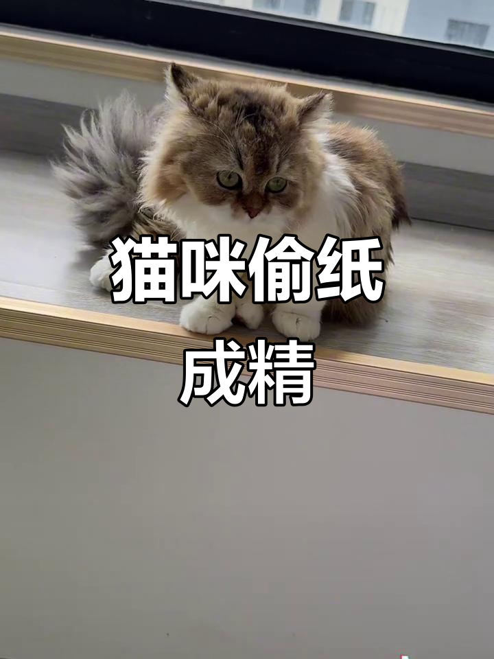 烤鱼片玩纸团,竟然能精准找到!