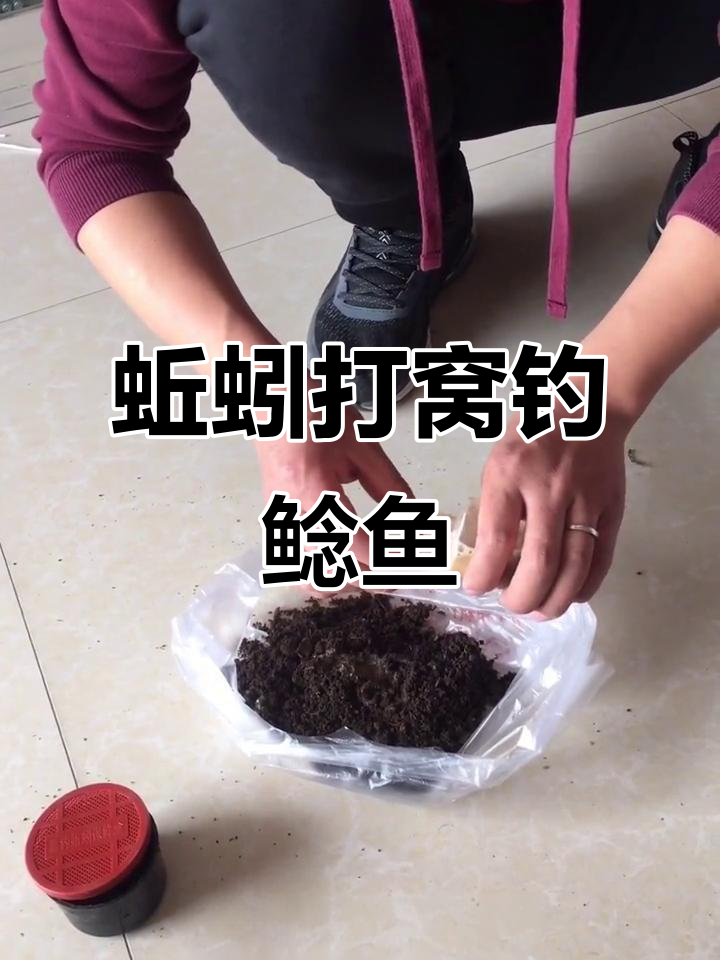 钓鱼技巧:如何用蚯蚓打窝,傍晚钓鲶鱼嘎鱼的绝佳方法