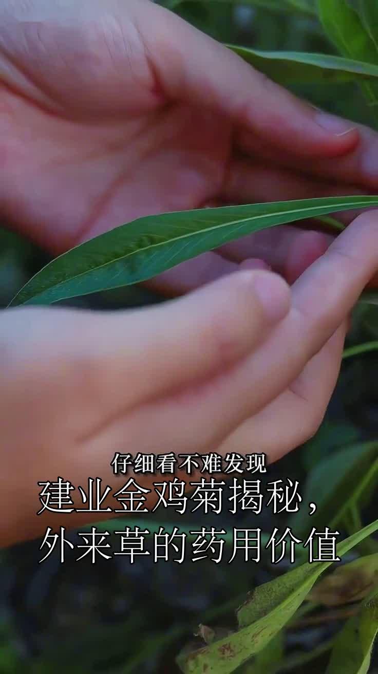 建业金鸡菊揭秘，外来草的药用价值