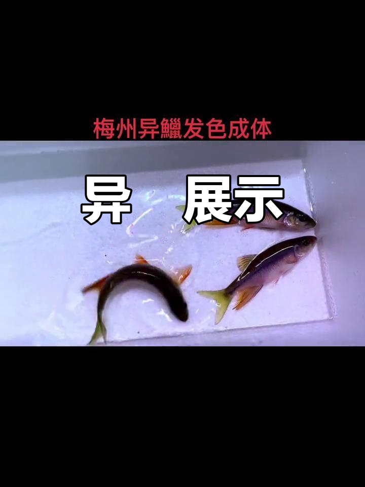 广东天气转凉,缸里异鱲来秀一秀!