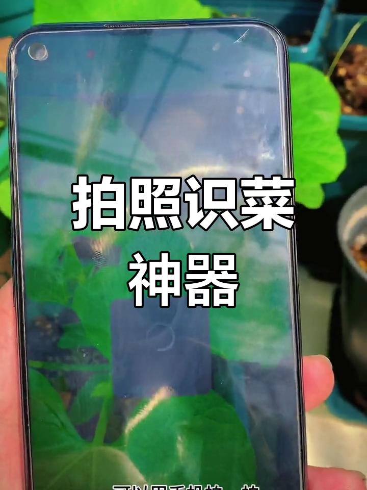 手机拍照轻松识别蔬菜品种