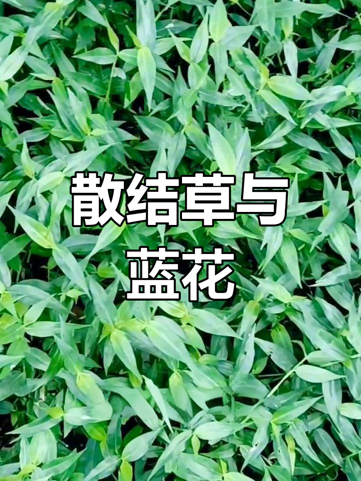 竹节菜:清新蓝色小花,药用价值高