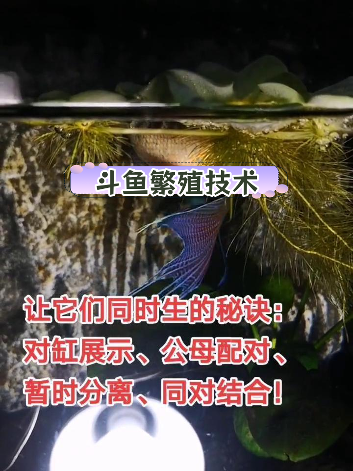 中国斗鱼繁殖与带苗技巧,轻松同步生产
