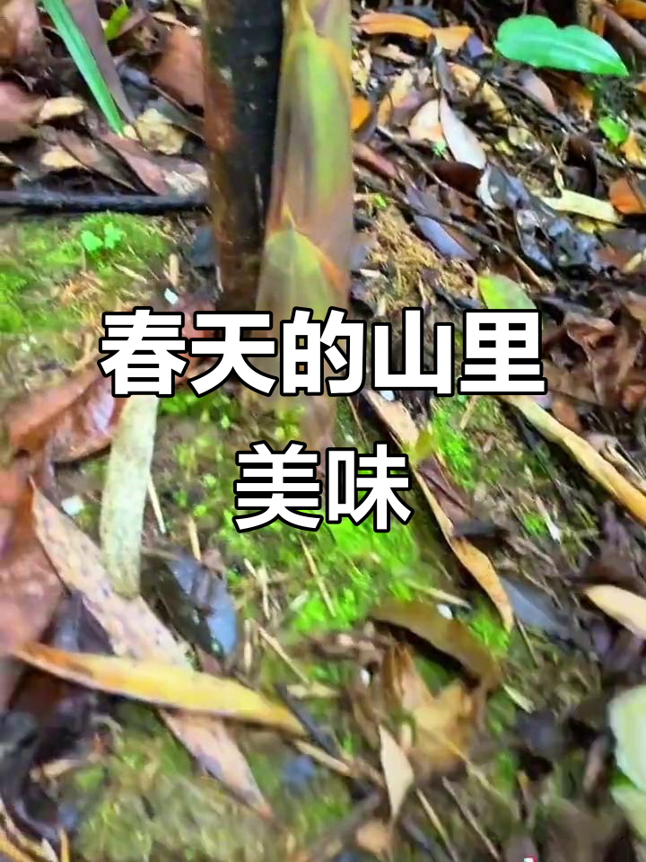 大山里的春天野菜,采不完的折耳根和蕨菜