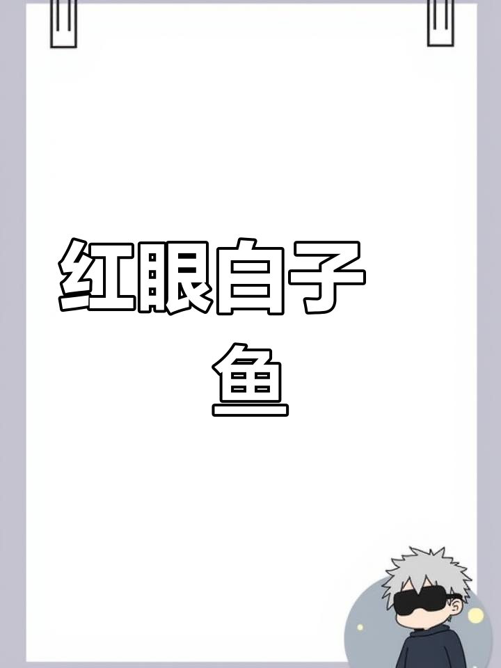 真红眼白子魟鱼,稀有珍品,历经八年提纯才得