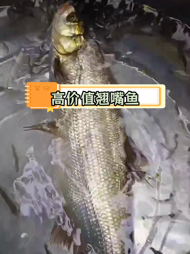 翘嘴鱼:肉食性淡水鱼的养殖前景