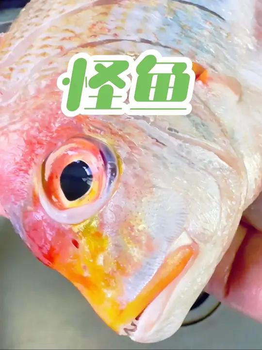 温州特产 这种“怪鱼”到底叫啥名字啊
