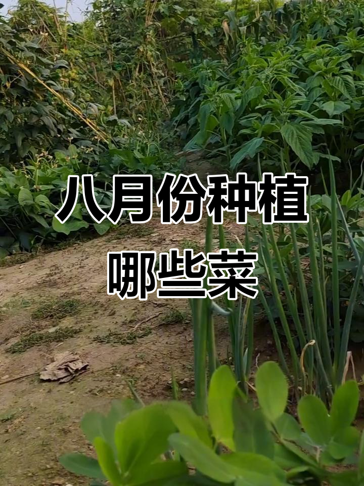 8月适合种什么蔬菜?秋冬必备品种推荐