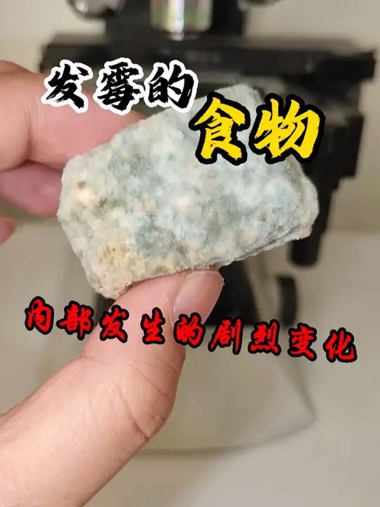 发霉的食物内部发生剧烈的反应 显微镜下的世界