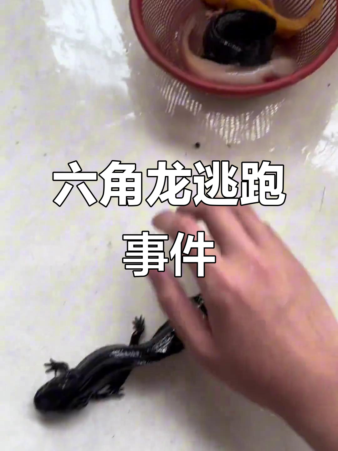 六角恐龙鱼大逃亡,幸好及时发现!
