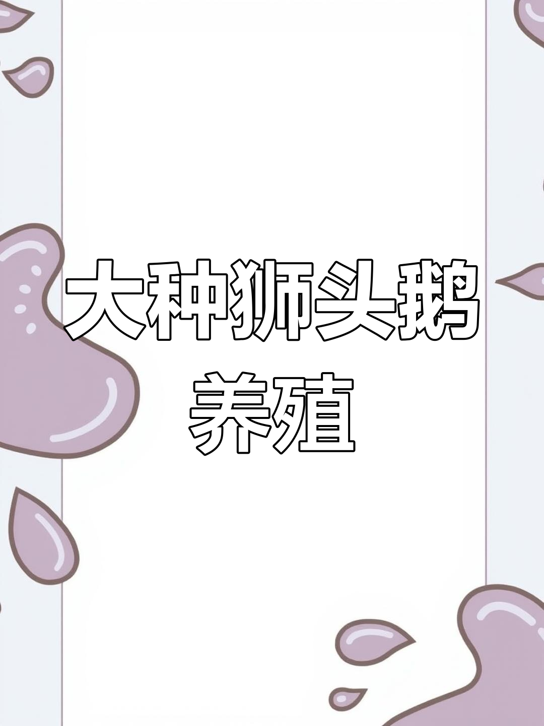 卢兹鹅与狮头鹅:体型巨大,全国可养,成年重达50斤