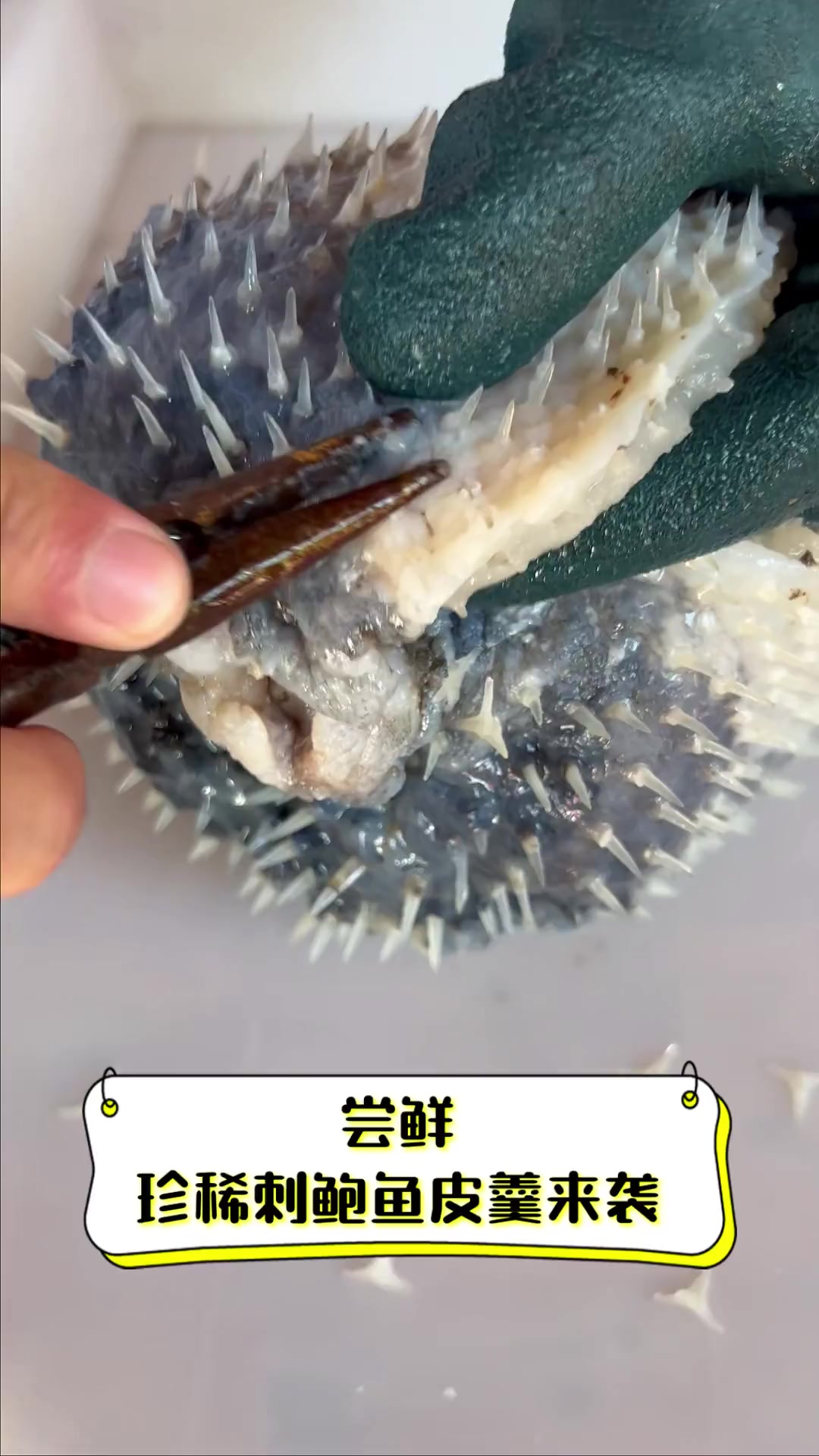 尝鲜,珍稀刺鲍鱼皮羹来袭