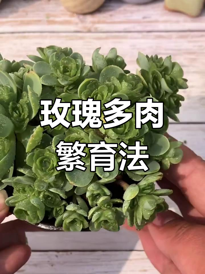多肉玫瑰繁殖技巧,轻松砍头成新株