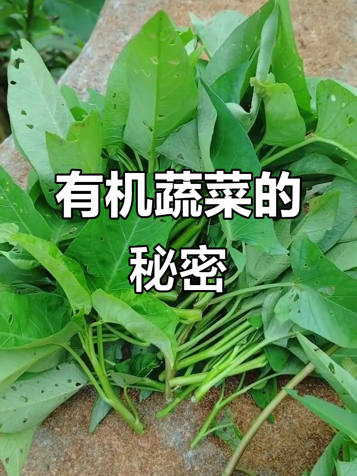 野生有机空心菜,虫洞满满竟然这么好吃!