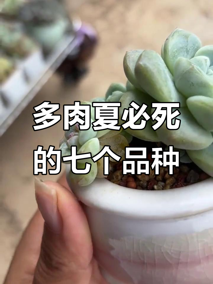 夏季必死！七种多肉新手避坑指南