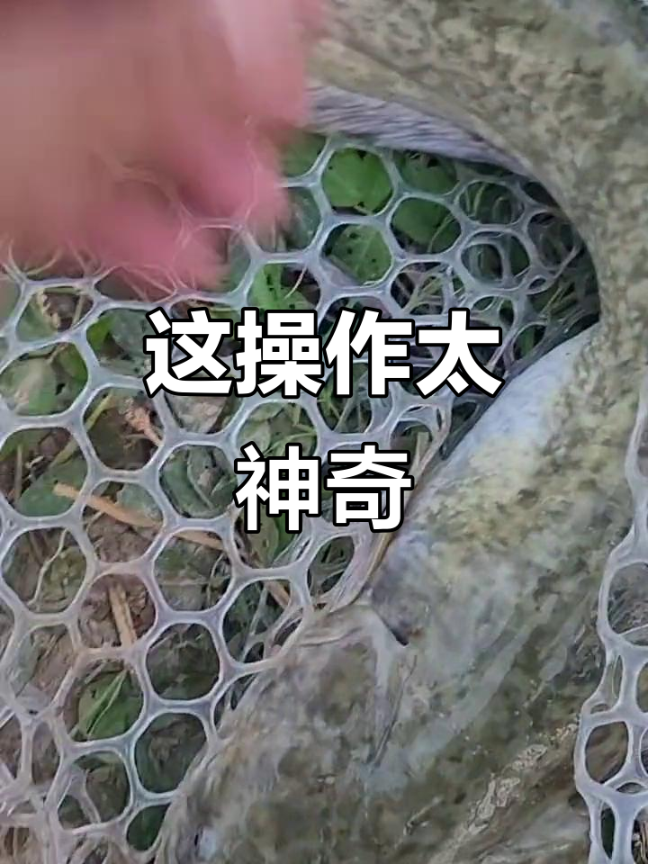 野生鲶鱼惊现狗尾巴,操作让人傻眼