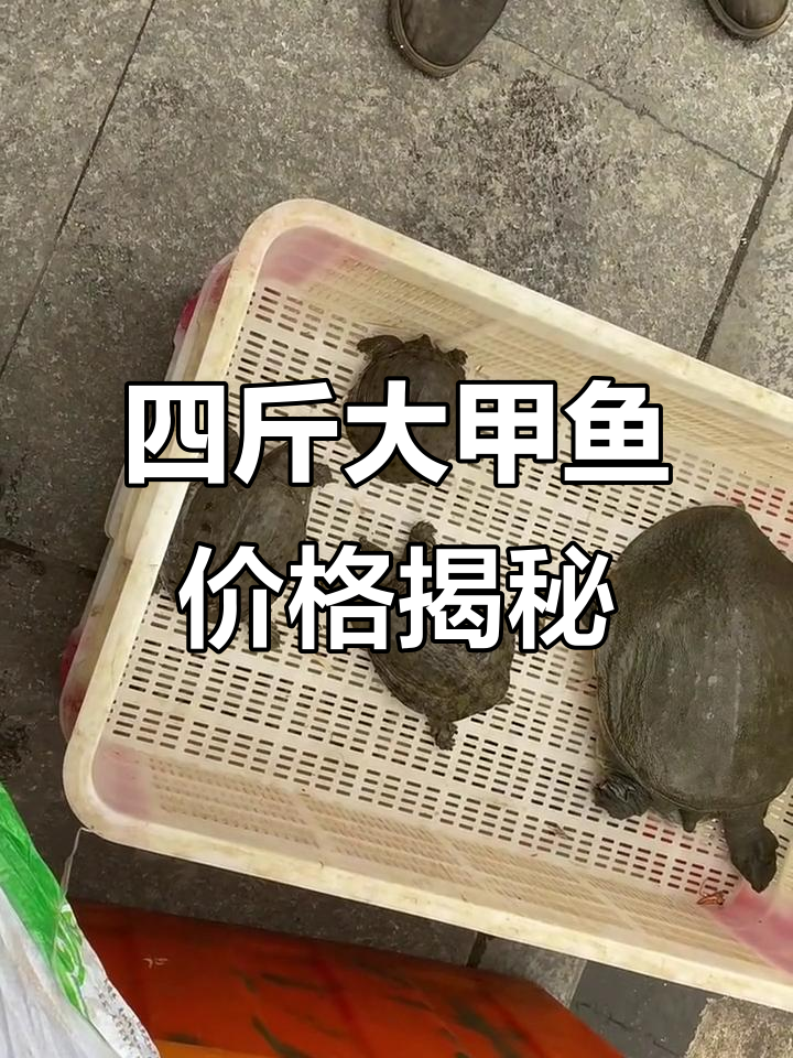 野生四斤甲鱼,百元一斤值不值?