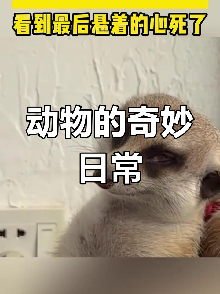 春困秋乏夏倦冬眠,动物们的迷惑行为大赏